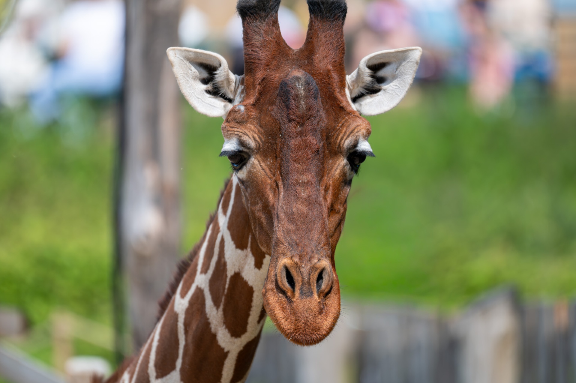 Giraffe looking directly at camera