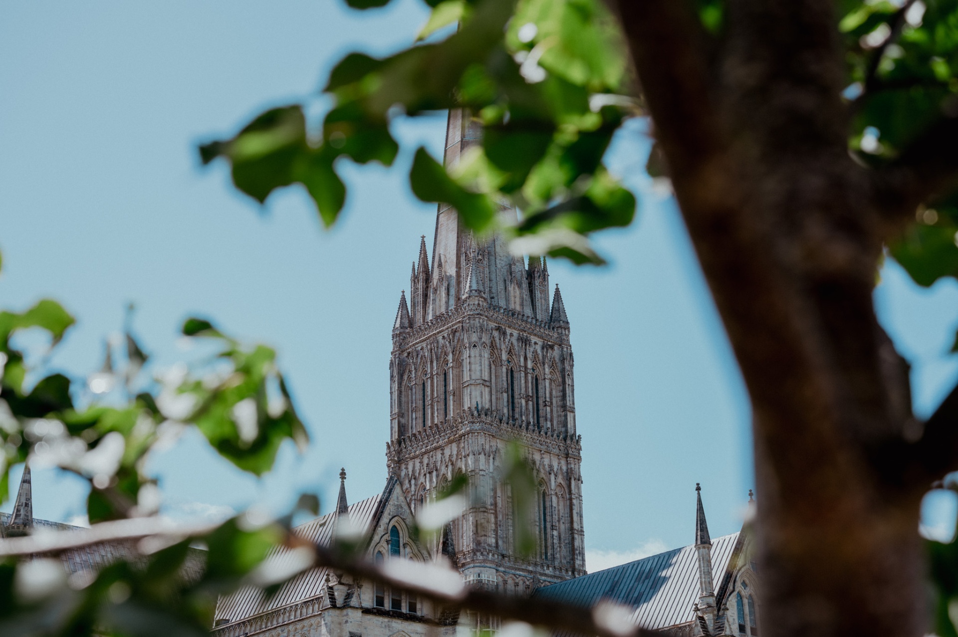 Salisbury Cathedral framed through tree leaves