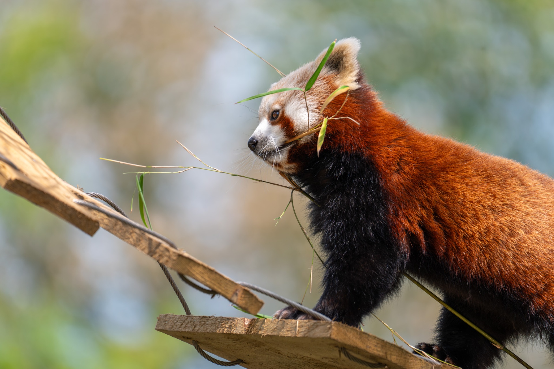 Red panda on a wooden platform with bamboo