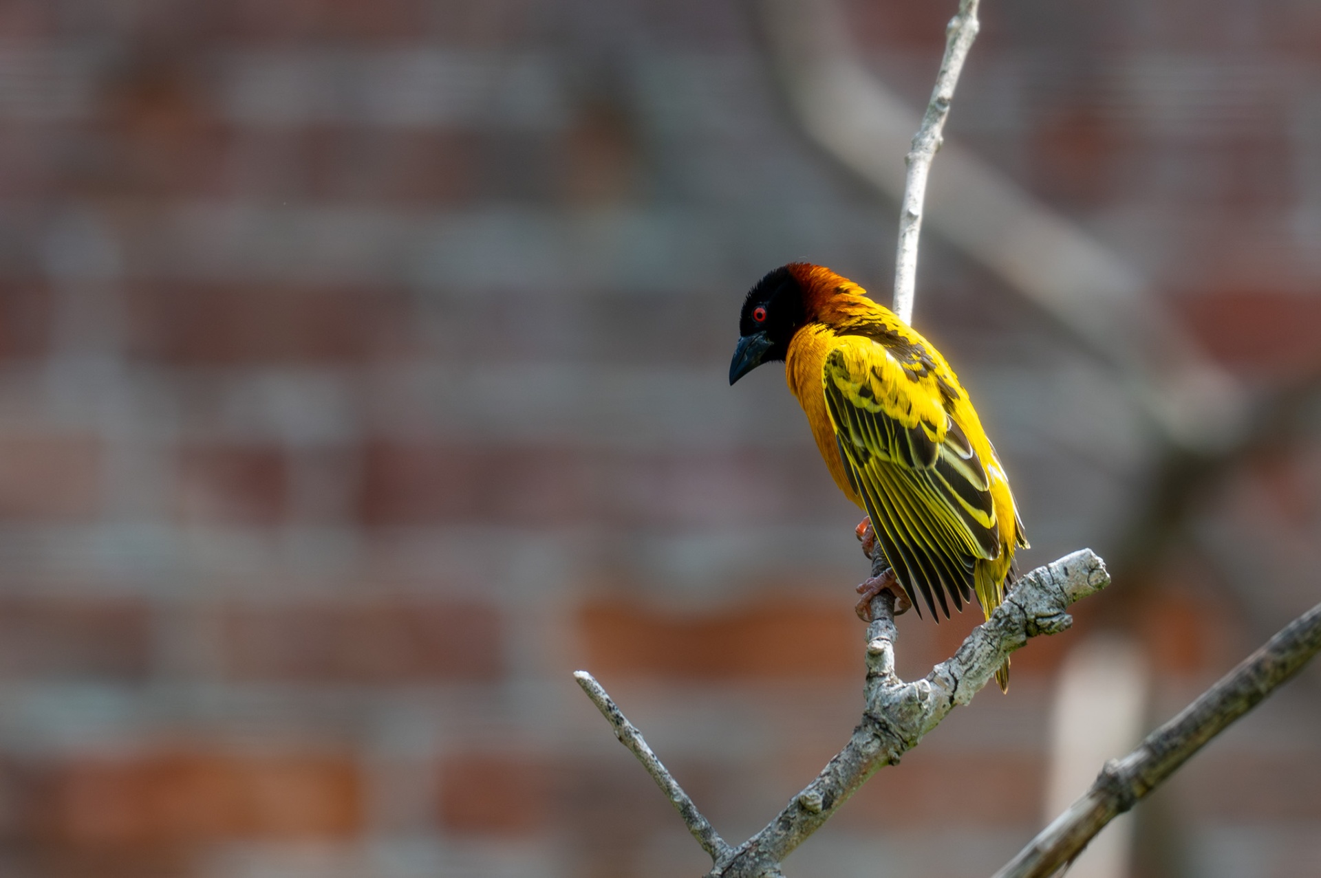 Yellow weaver bird perched on a branch