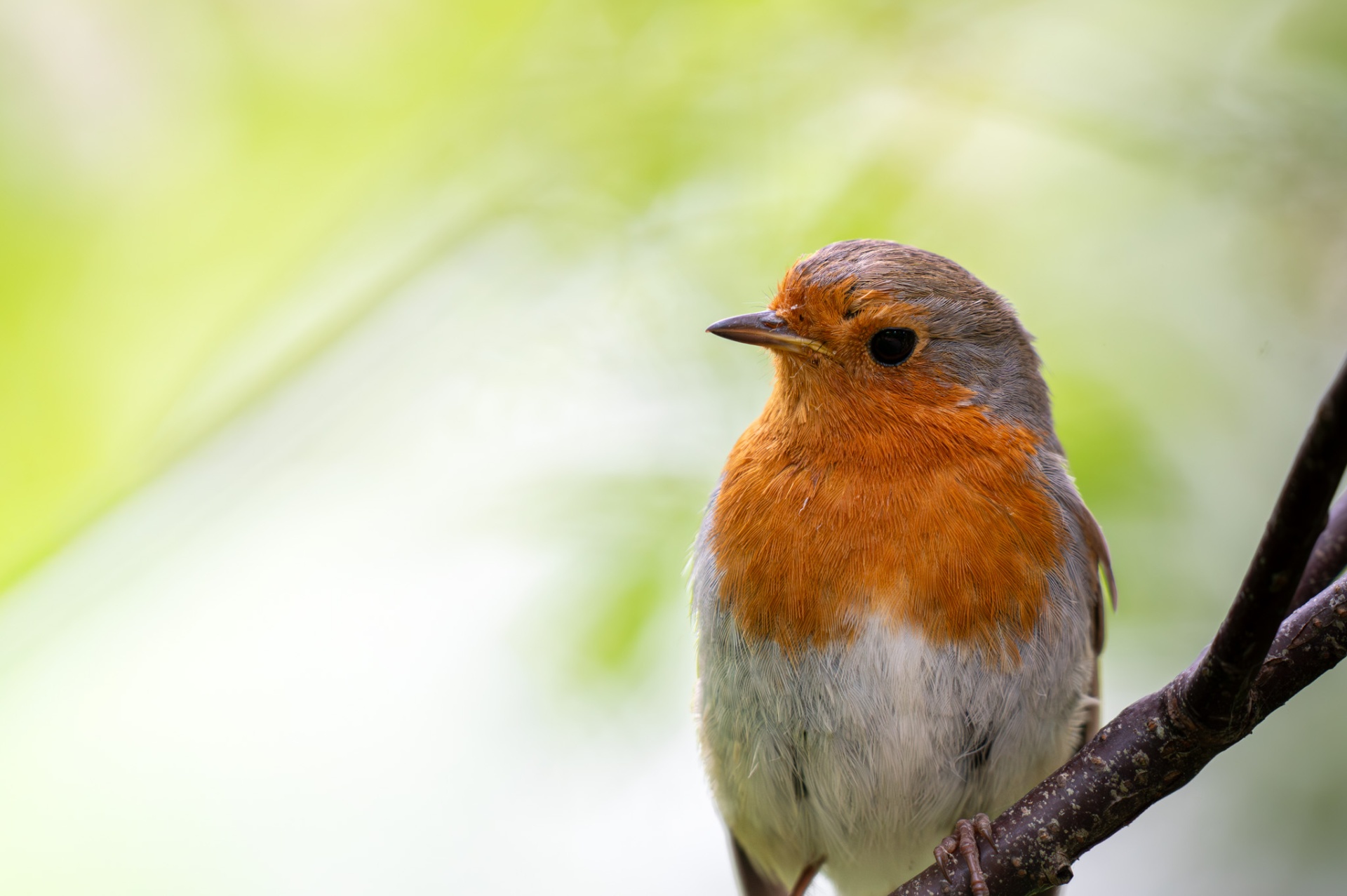 Robin perched on a branch
